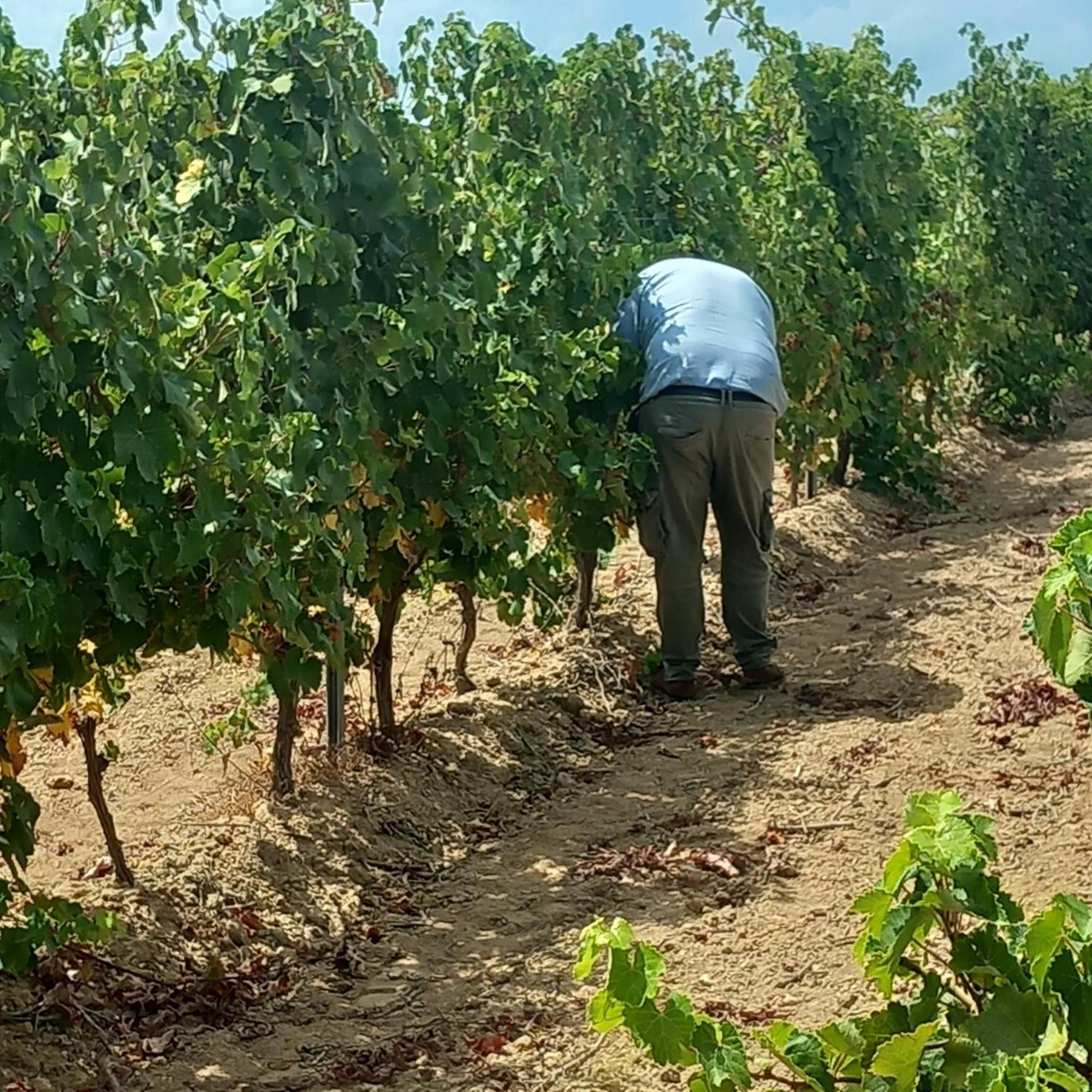 Agriturismo Il Melograno Riola Sardo Exteriér fotografie